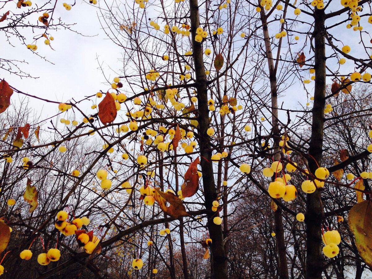 Ноябрьская ранетка