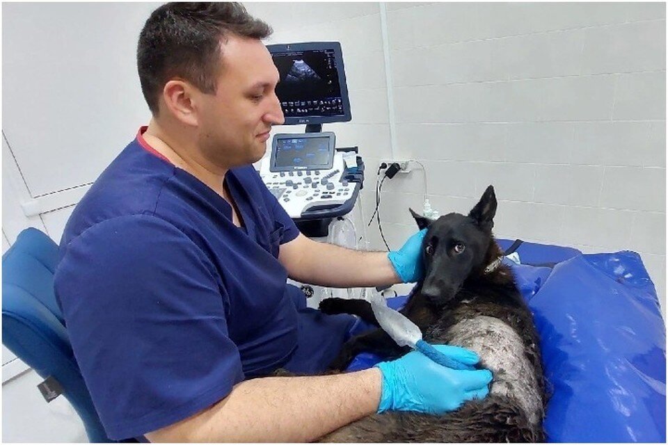     Жизнь Чернушке спасали высокопрофессиональные врачи. Фото: Приют для животных «От сердца к сердцу»/VK