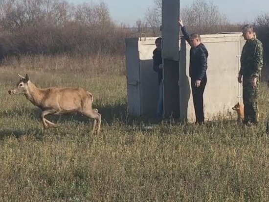     фото: donland.ru