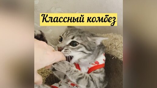 Очухалась дамочка и решила швы сама себе снять 😼