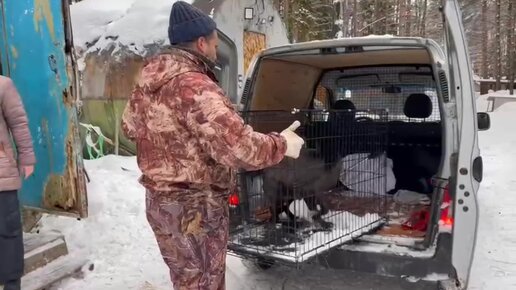 Сидели в засаде 3 дня , пока не вычислили местонахождения щенков. Жизнь Матильды