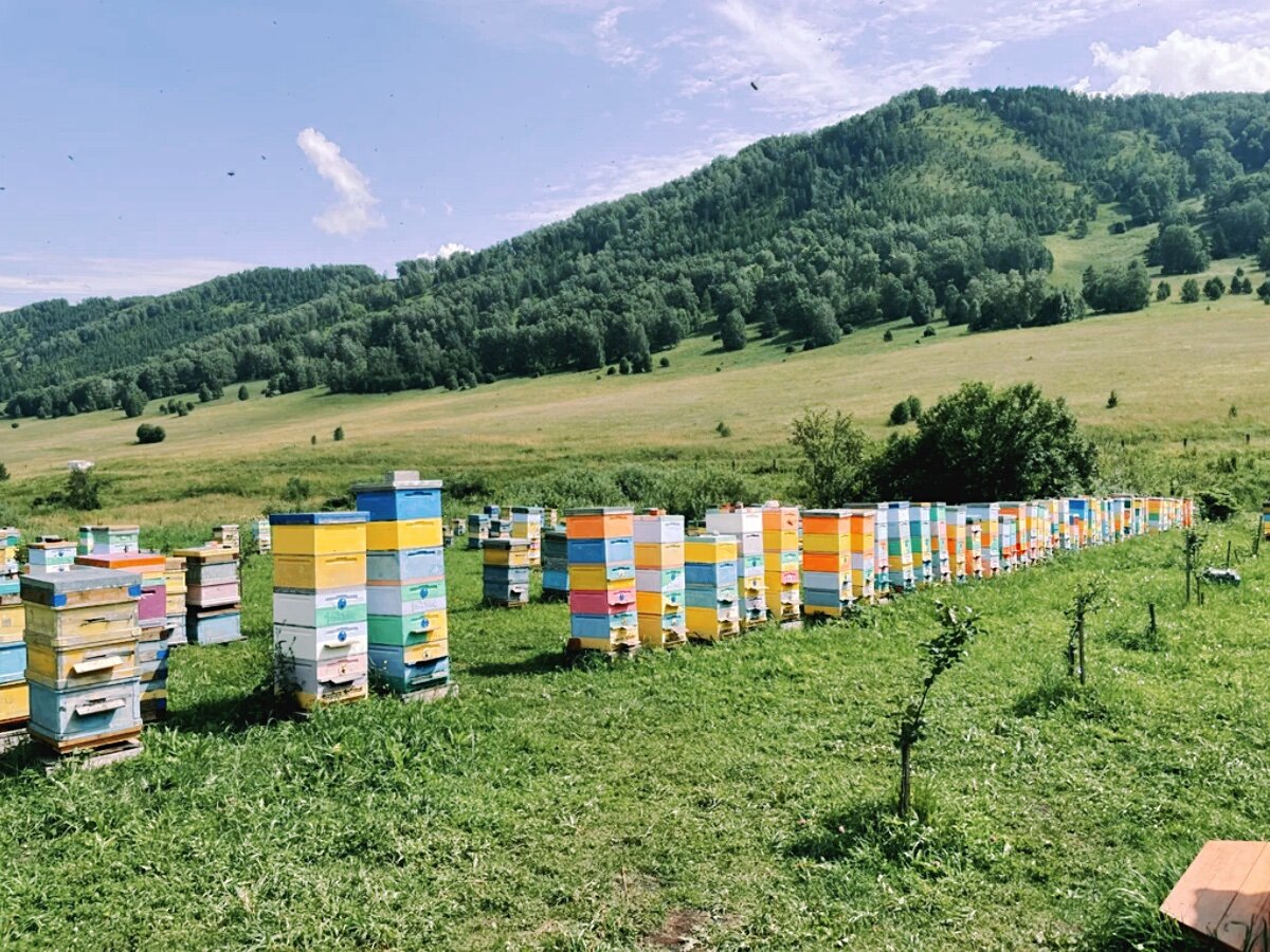 Пасека