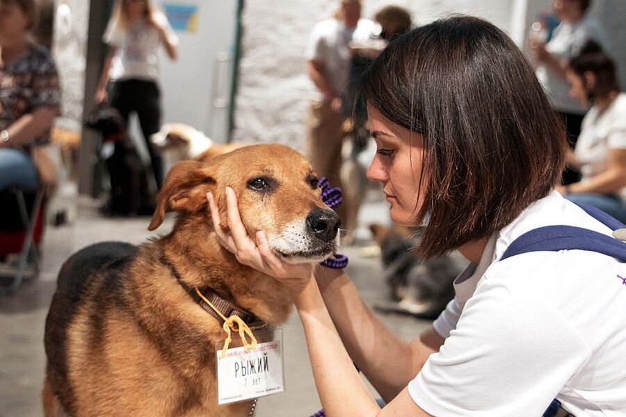 Выставка кошек и собак из приютов  «НадоБратьЗимой — 2021», фото из интернет