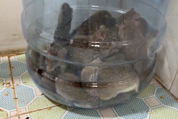 Все вредители пойманы