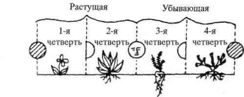 Влияние луны на рост и развитие растений проект