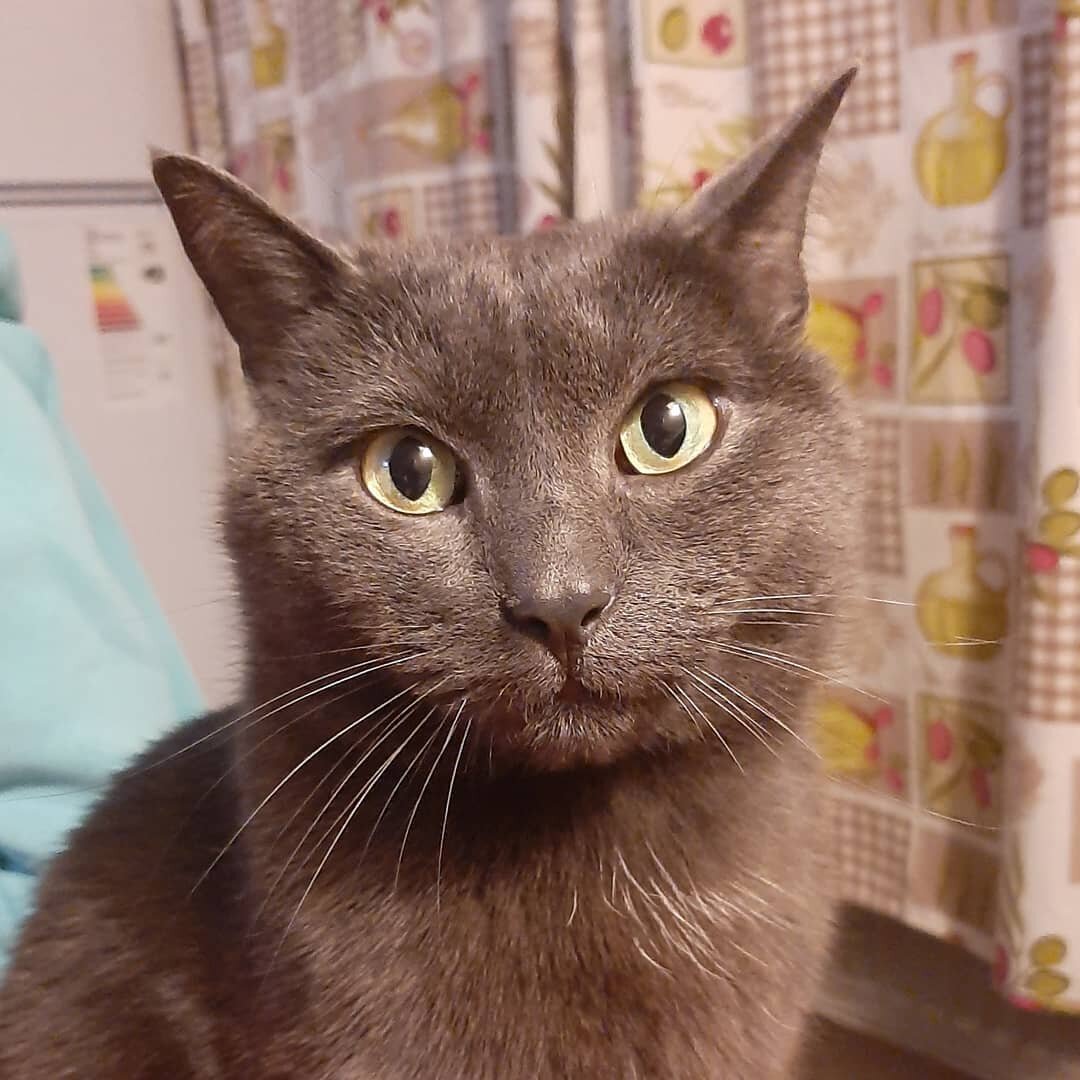 Смурф- русский голубой