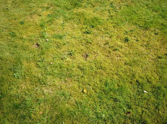 Газон, испорченный мхом,  основательно испорченный. Фото: https://2sotki.ru/