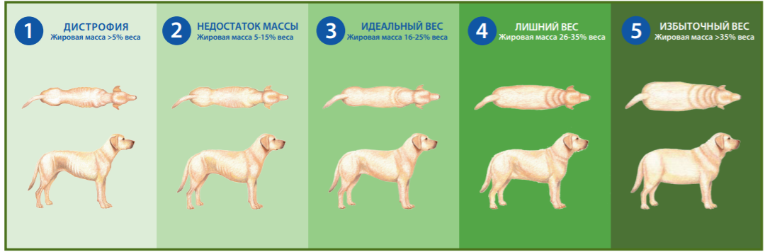 Система Оценки Веса