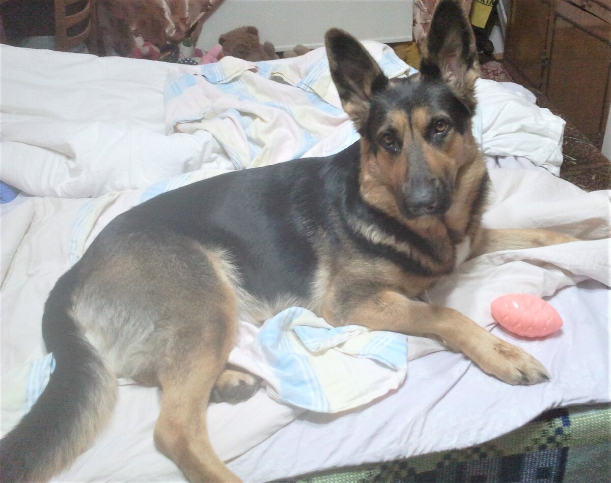 Кейси 2,5 года