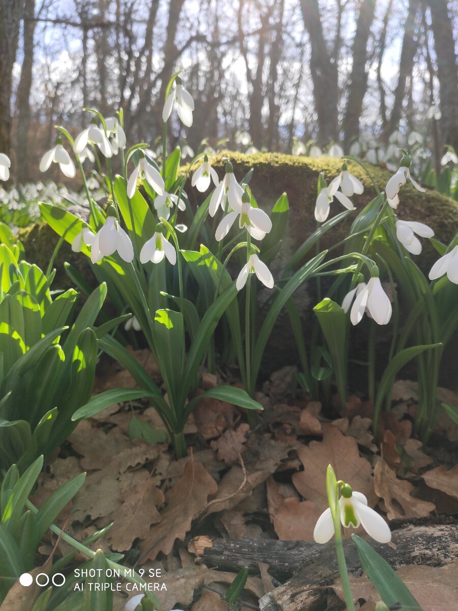 Подснежники