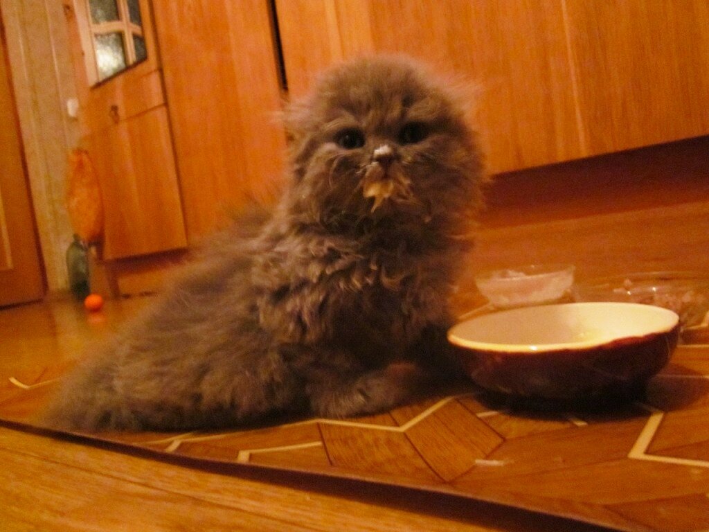 Один из потомков нашей кошки. Фото друга автора.