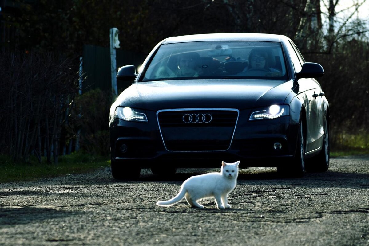 Фото зято из свободных источников интернета.