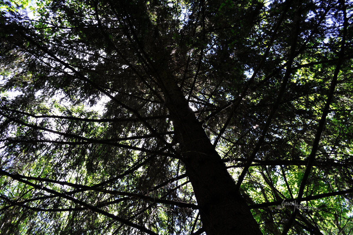 Под елью много тени