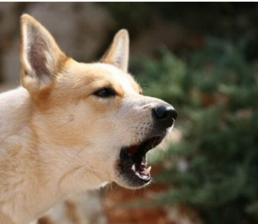 Лающий сыщик собак