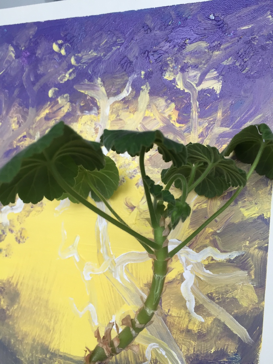 Это переросток, собрался цвести, бутоны есть