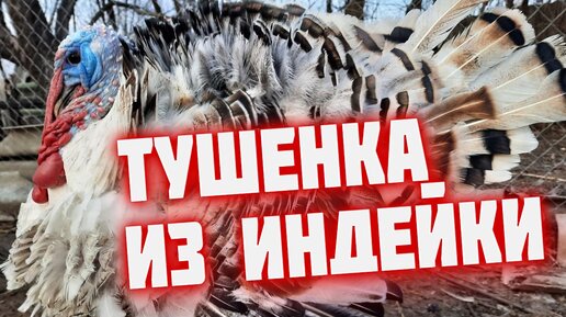 Домашняя тушенка из индейки