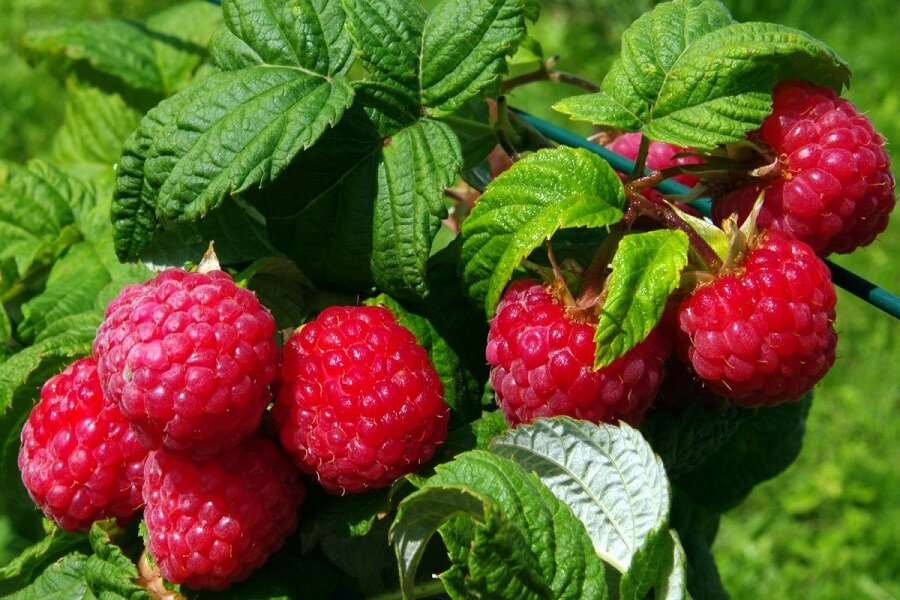 Фото взято из общего доступа