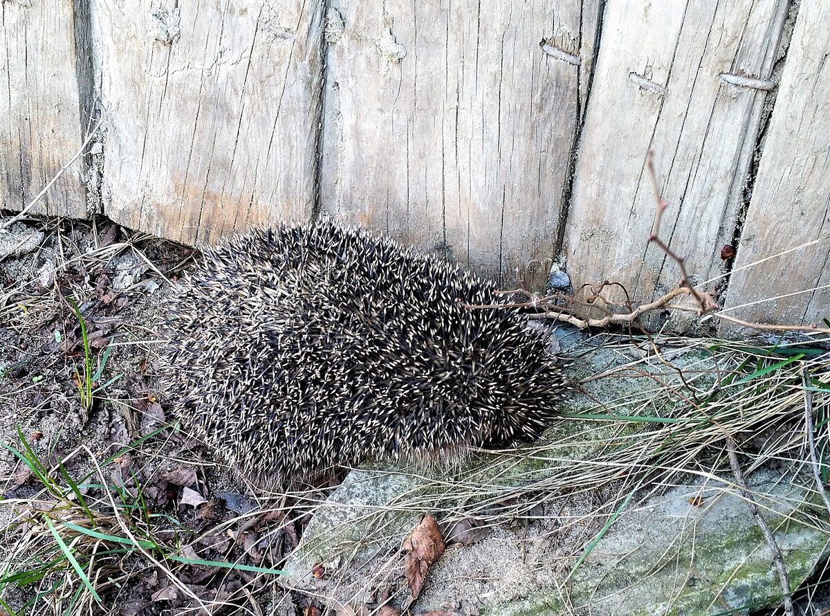 Когда я подошла поближе он опять свернулся