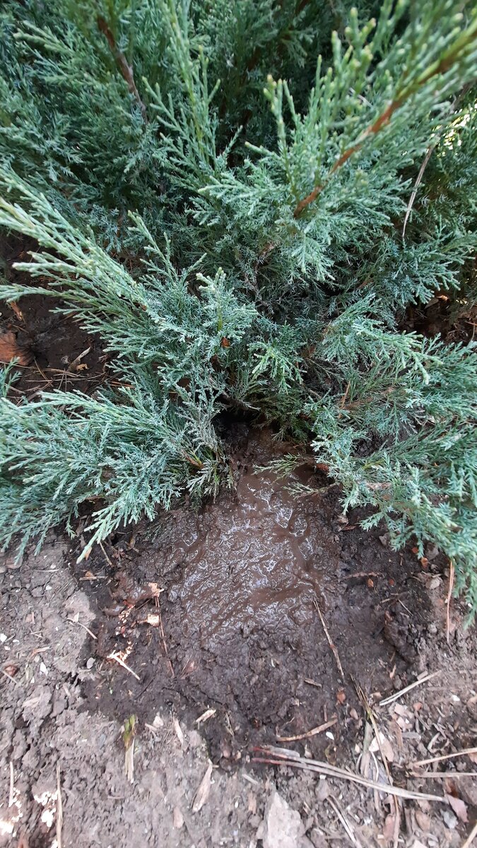 Размножение туи черенками. Черенкование можжевельника туи. Казацкий можжевельник размножение. Укоренение черенков туи. Шишки на туи смарагд.