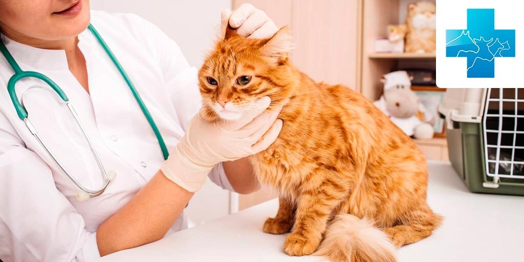 Аллергия у кошек – это одна из самых распространенных проблем. Проявляется она зудом, чиханием, слезоточивостью, облысением. В тяжелых случаях возможен сильный отек, кома, смерть.