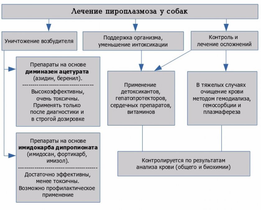 Пироплазмоз у собак признаки и лечение симптомы