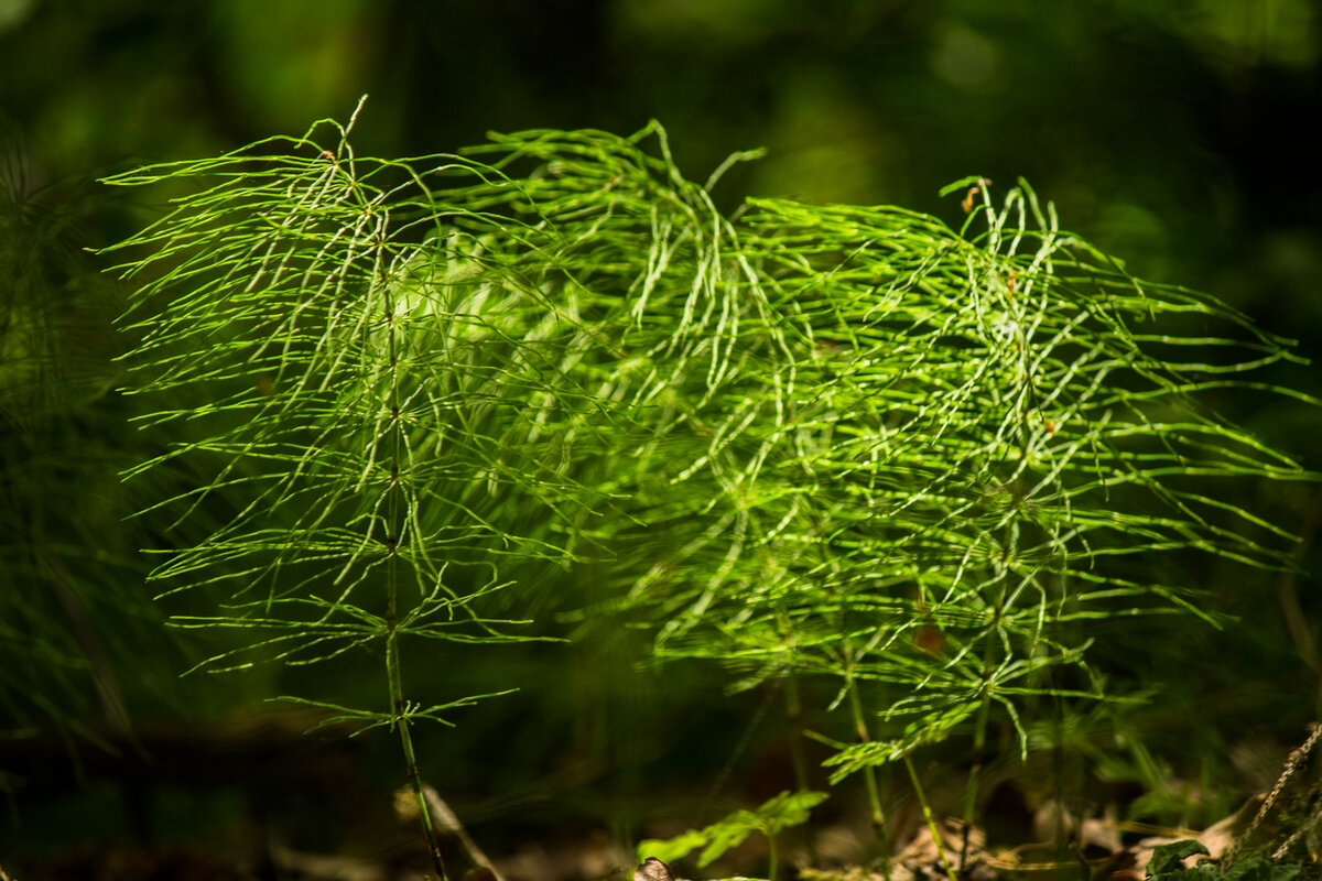 Хвощ обыкновенный