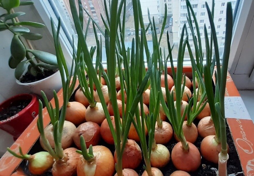Лук на перо через 10 дней после посадки. Фото автора