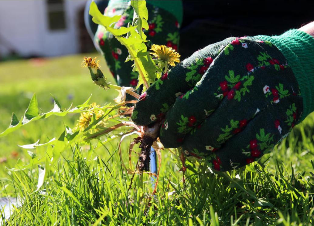 одуванчик в газоне