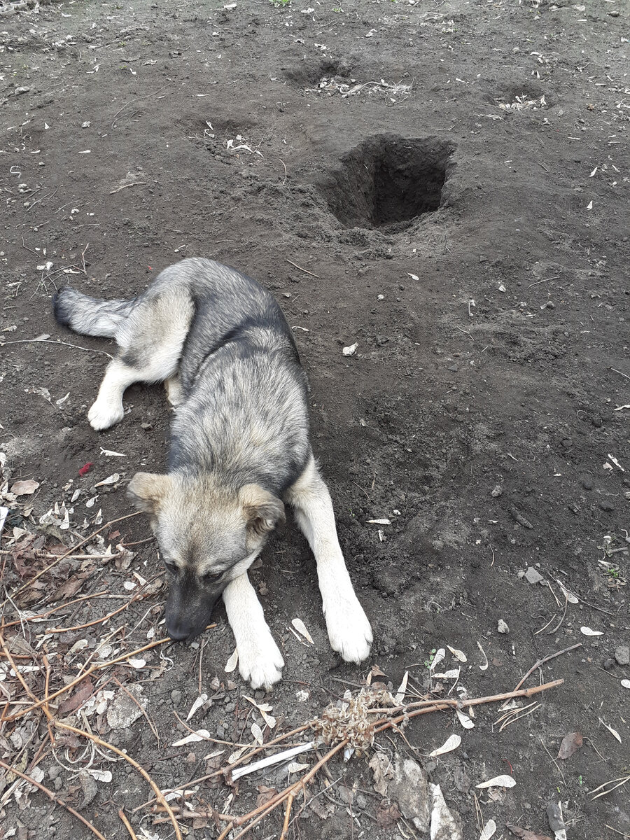 Милая барышня изображает  раскаяние.) Она(!) просто искала клад Стеньки Разина. (!) Фигня вопроса что перекопала (!)весь (!) огород!))) А перед этим сломала хилый заборчик.)))