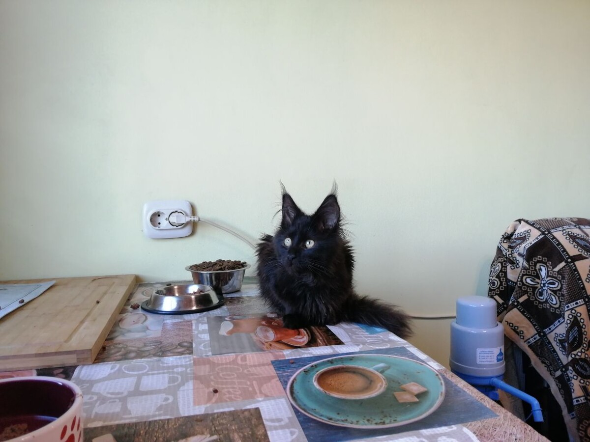 Шерлок, питомник Леонда.