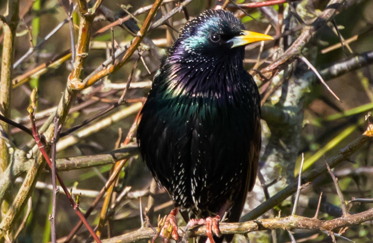 моя мечта...