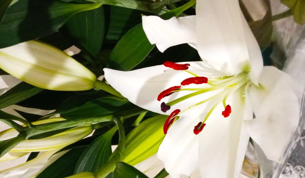 Белые лилии для настойки