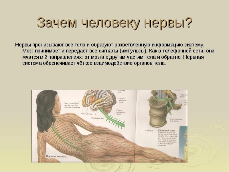 Почему систему. Нервы для презентации. Сообщение о нервной системе. Зачем человеку нервная система. Нерв для презентации.