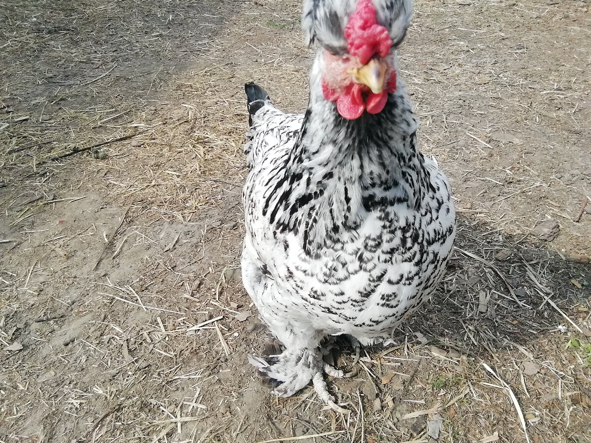 Пеструшка меня слушает внимательно. 