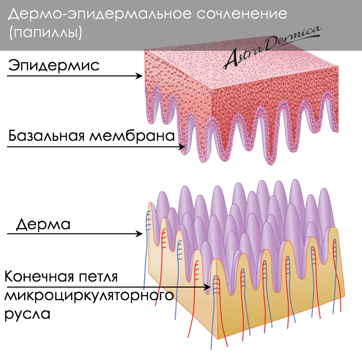 Отек лица - результат воспаления и скопления внесосудистой жидкости в поверхностном слое дермы с увеличением кровотока в дерме.