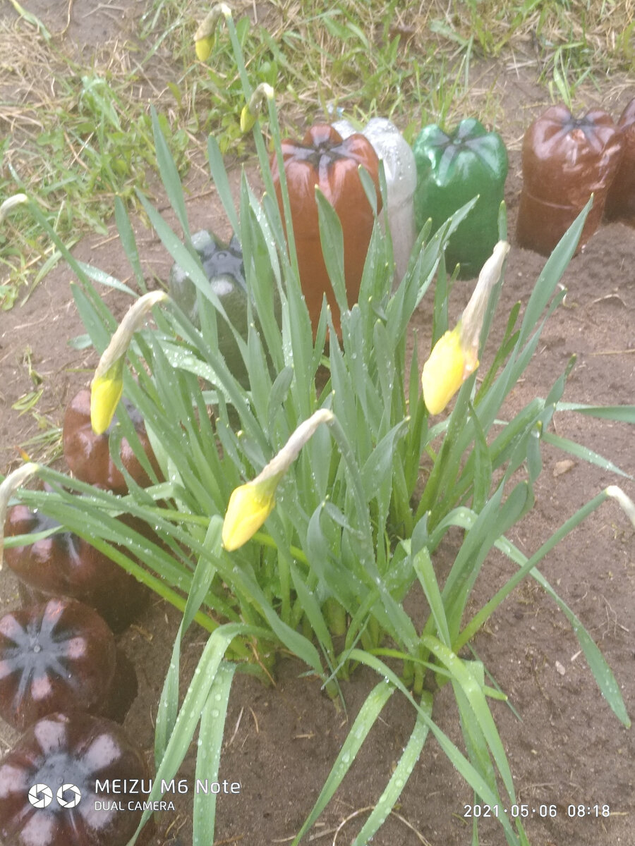 Холодов вы не пугайтесь,поскорее распускайтесь...