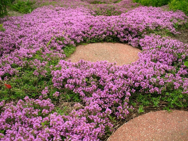 Такой цветущий газон впишется в дизайн любого сада. Фото https://pics.botanichka.ru