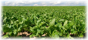 Свекла кормового назначения отличается разнообразием расцветок и форм. Традиционными считаются корнеплоды насыщенного алого, желтого, белого и оранжевого оттенков. В зависимости от сорта бывает свекла мешковидной, цилиндрической или конусообразной формы.