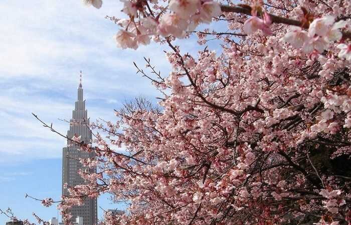 Сакура в парке  Синдзюку-гёэн.