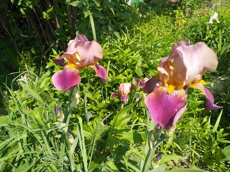 Такими будут цветы, когда зацветут