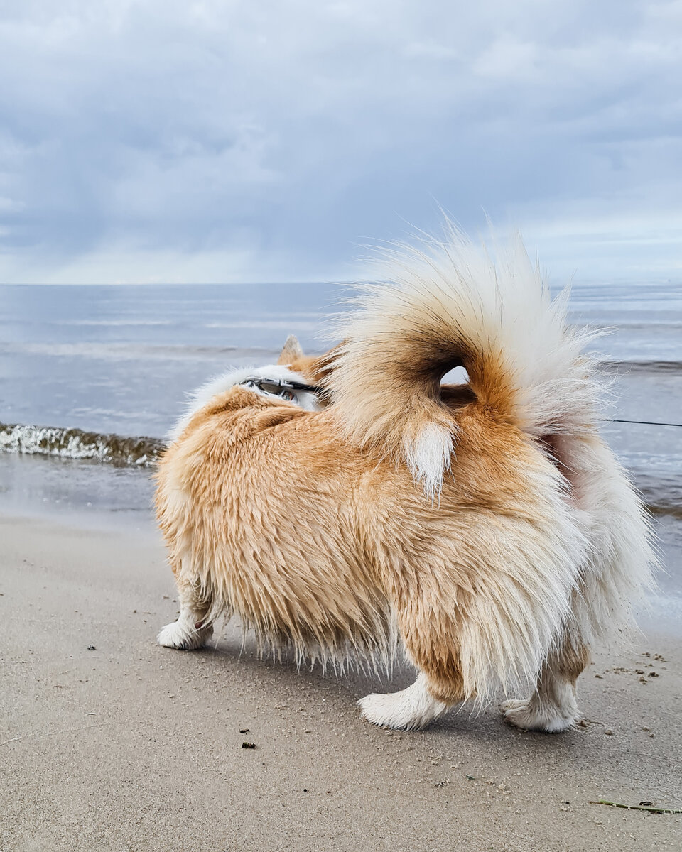 Вот он - хвост баранкой!