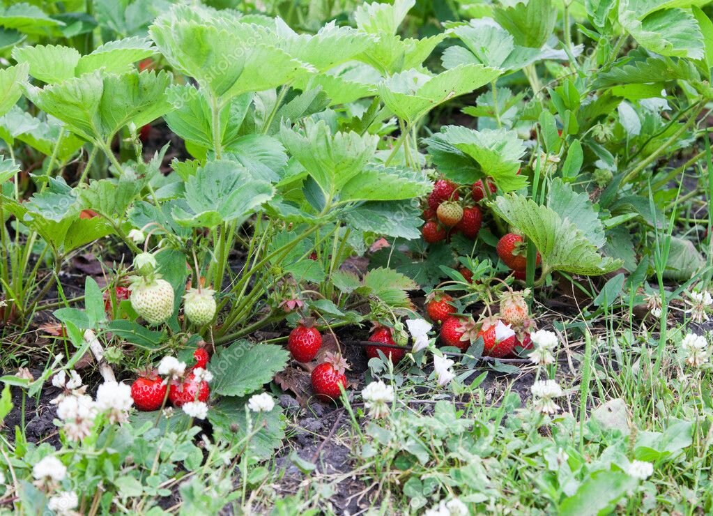 Снится клубника на грядке крупная