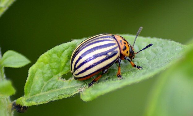 Daniel Borker с сайта Pixabay 