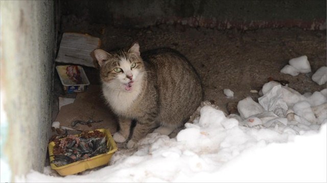 "Бездомные коты и кошки "💧.