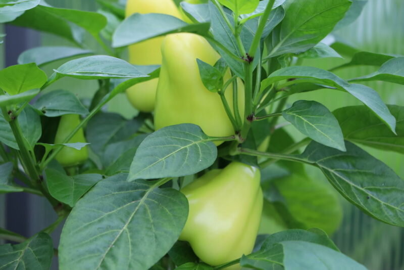 Перец. Иллюстрация для статьи используется по стандартной лицензии ©dachnyedela.ru