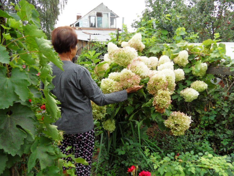 ГОРТЕНЗИЯ метельчатая ФАНТОМ