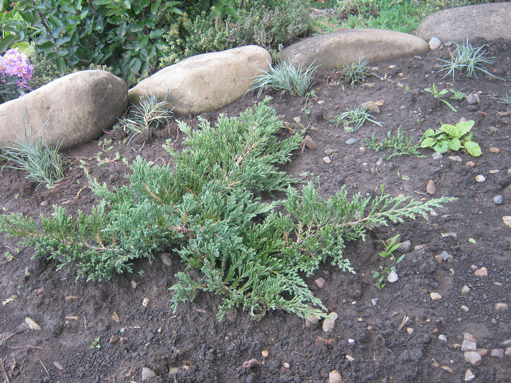 Таким он стал через год. При покупке была 1 ветка.