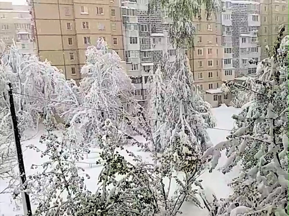 Фото автора. Это уже после снегопада, в центре справа - берёза, о которой дальше пойдёт речь.