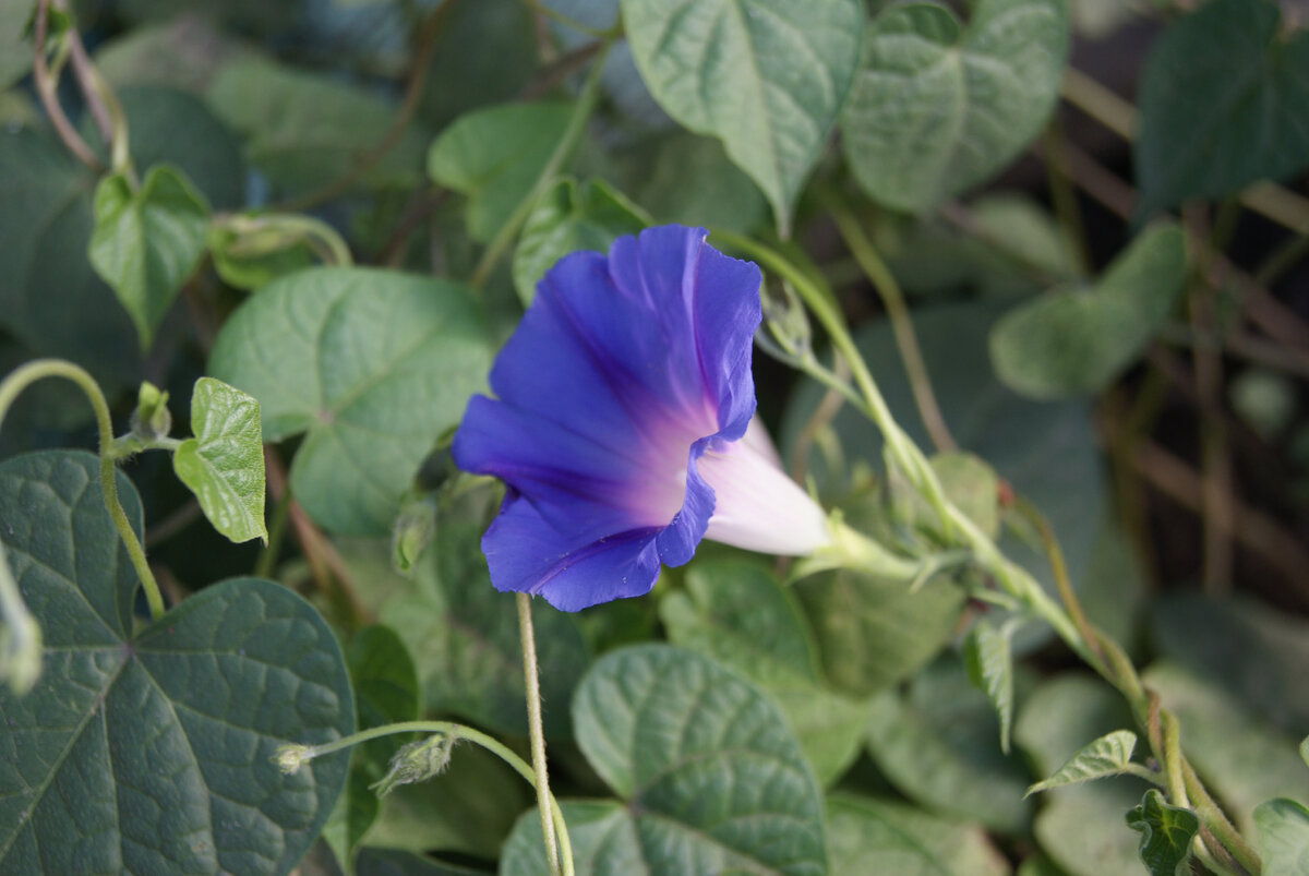 Много ли ему надо одному?