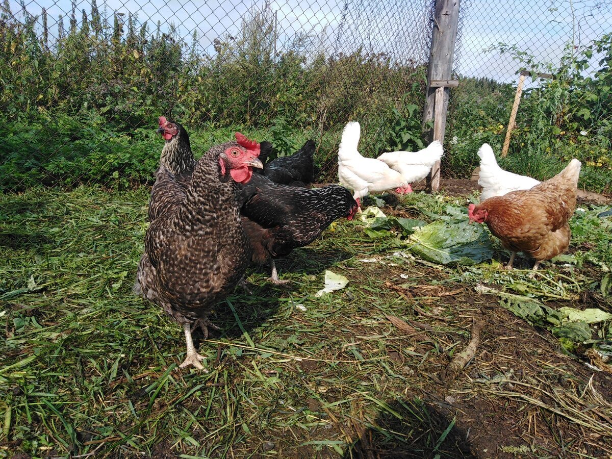 Куры в загоне. Кучинская юбилейная цыплята. Плимутрок порода кур. Несушка кучинская юбилейная. Куры в городе.